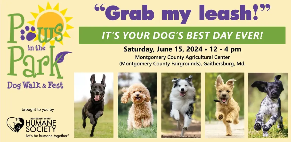 Paws in the Park Flyer